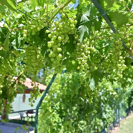 فيلة Teja-seosko Turisticko Domacinstvo